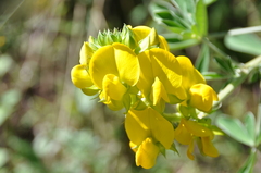 Crotalaria diosmifolia