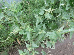 Atriplex sagittata