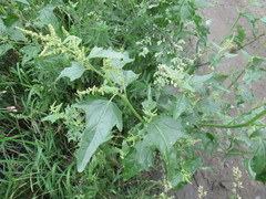 Atriplex sagittata