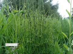Equisetum palustre