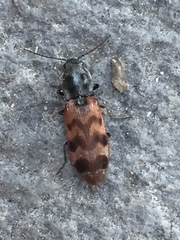 Pseudanostirus tigrinus