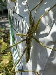 Saga ornata