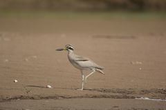 Esacus recurvirostris