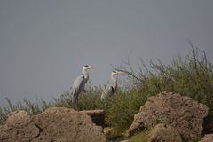 Ardea cinerea