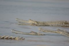 Gavialis gangeticus