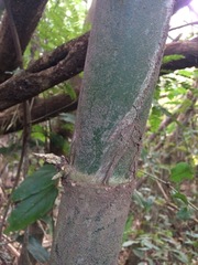 Guadua trinii