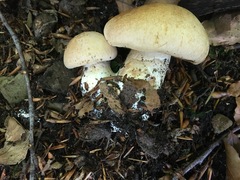 Cortinarius crassus