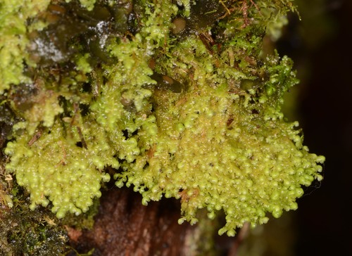 Radula buccinifera