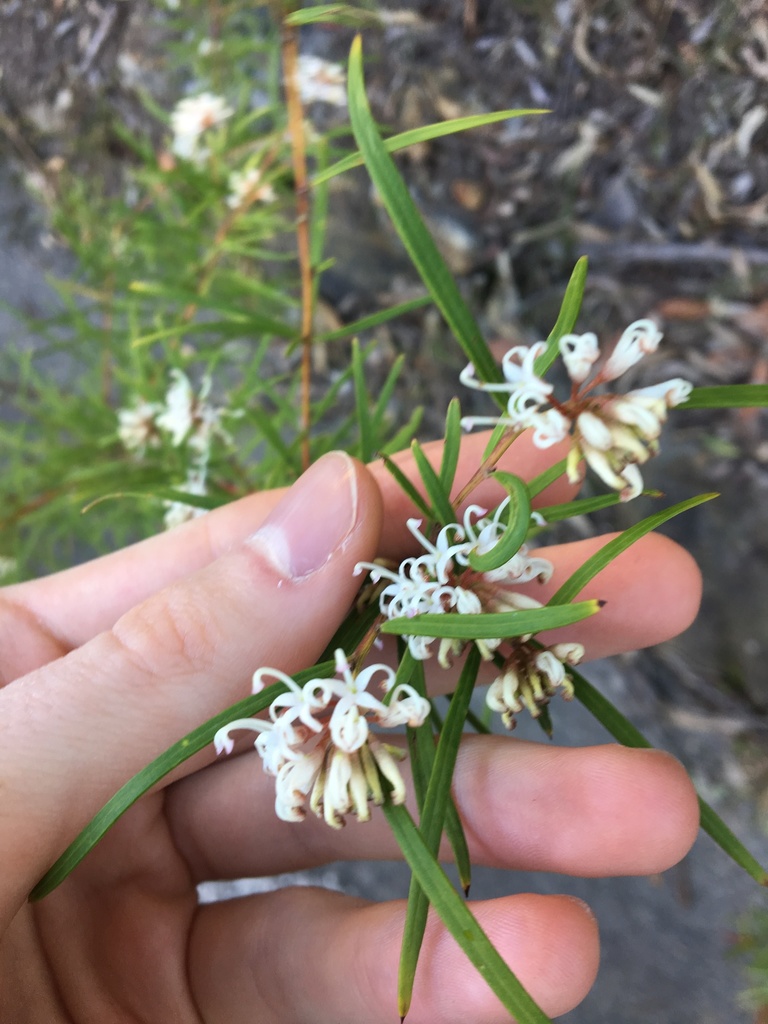 Grevillea linearifolia - Inner West indigenous plant