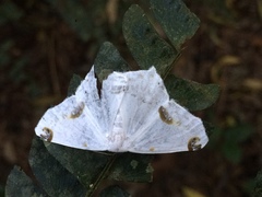 Sericoptera