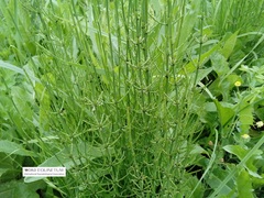 Equisetum palustre