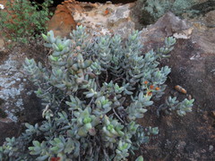 Crassula brevifolia