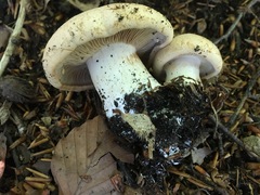 Cortinarius crassus