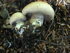 Cortinarius crassus