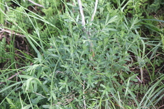 Gonocarpus elatus