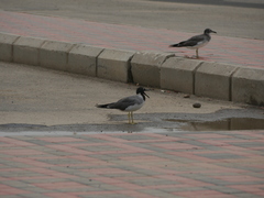 Ichthyaetus leucophthalmus