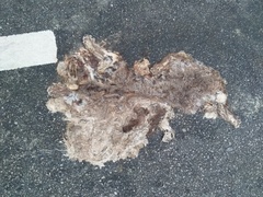 Prionailurus rubiginosus