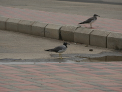 Ichthyaetus leucophthalmus