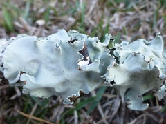 Parmotrema rampoddense