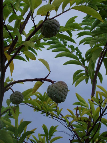 sugar apple (Annona squamosa)