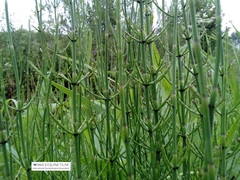 Equisetum palustre