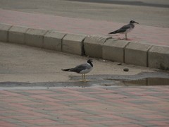 Ichthyaetus leucophthalmus