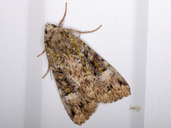 Anaplectoides prasina