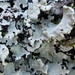 Black Sheet Lichen - Photo (c) troy_mcmullin, some rights reserved (CC BY-NC), uploaded by troy_mcmullin