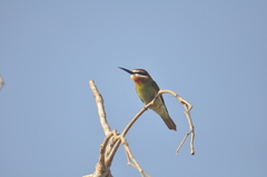 Merops superciliosus