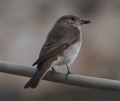 Muscicapa striata tyrrhenica