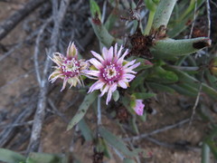 Phiambolia