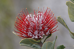 Banksia coccinea