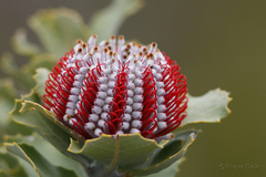 Banksia coccinea