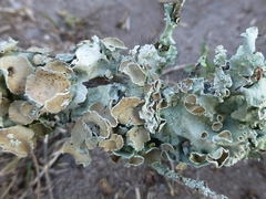 Parmotrema subrigidum