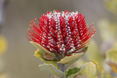 Banksia coccinea