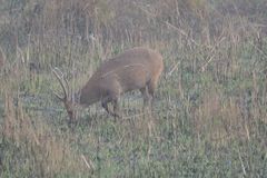 Axis porcinus