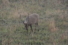 Axis porcinus