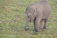 Elephas maximus indicus