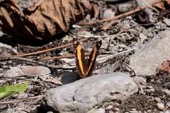 Yoma sabina podium
