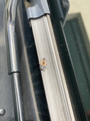 Harmonia axyridis