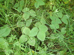Fragaria × ananassa