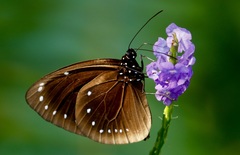 Euploea leucostictos