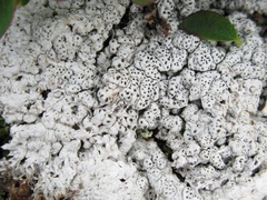 Pertusaria subobducens