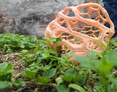 Clathrus natalensis
