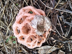 Clathrus natalensis