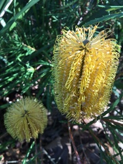 Banksia spinulosa