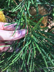 Banksia spinulosa