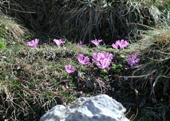 Primula minima