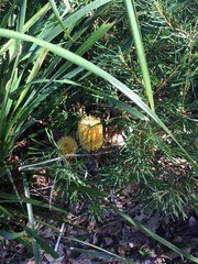 Banksia spinulosa