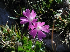 Primula minima